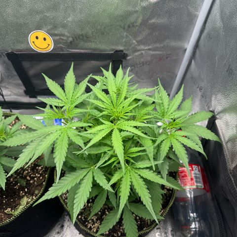 Epsilon f1 Boston growlog timeline photo