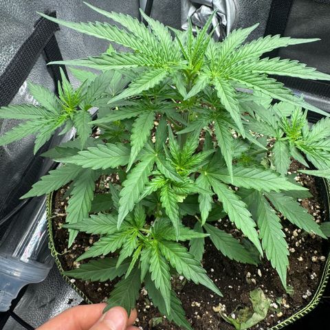 Epsilon f1 Boston growlog timeline photo
