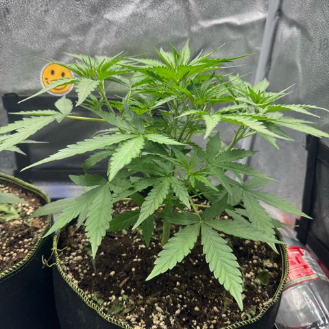 Epsilon f1 Boston growlog timeline photo