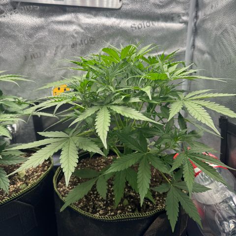 Epsilon f1 Boston growlog timeline photo