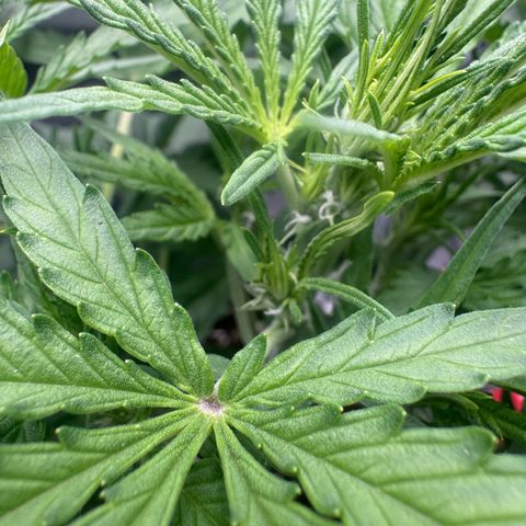 Epsilon f1 Boston growlog timeline photo