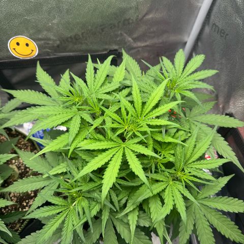Epsilon f1 Boston growlog timeline photo