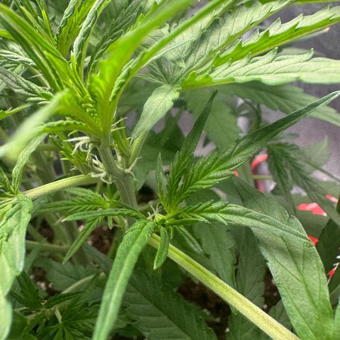 Epsilon f1 Boston growlog timeline photo