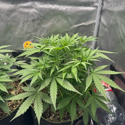 Epsilon f1 Boston growlog timeline photo