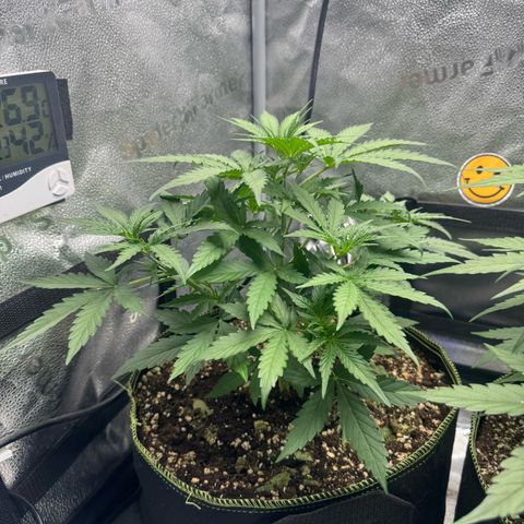 Epsilon f1 Boston growlog timeline photo