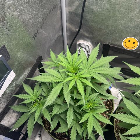 Epsilon f1 Boston growlog timeline photo