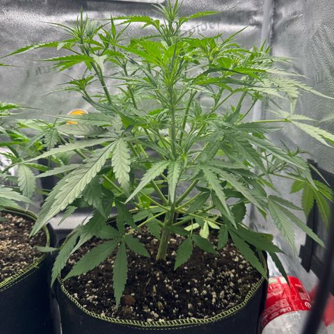 Epsilon f1 Boston growlog timeline photo