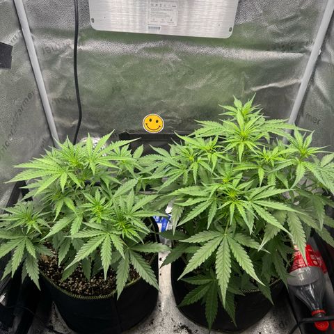 Epsilon f1 Boston growlog timeline photo