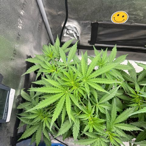 Epsilon f1 Boston growlog timeline photo