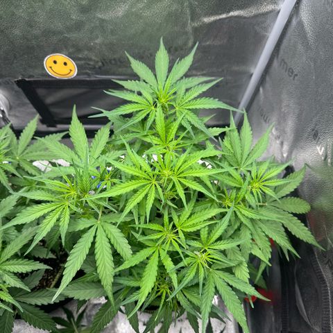 Epsilon f1 Boston growlog timeline photo