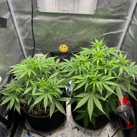 Epsilon f1 Boston growlog timeline photo