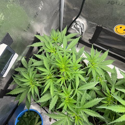 Epsilon f1 Boston growlog timeline photo