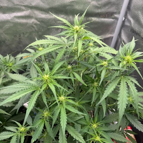 Epsilon f1 Boston growlog timeline photo