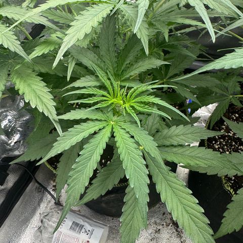 Epsilon f1 Boston growlog timeline photo