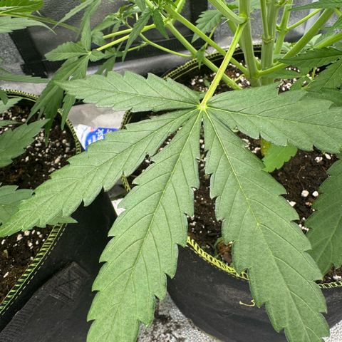 Epsilon f1 Boston growlog timeline photo