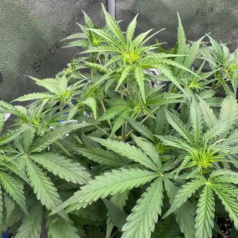 Epsilon f1 Boston growlog timeline photo