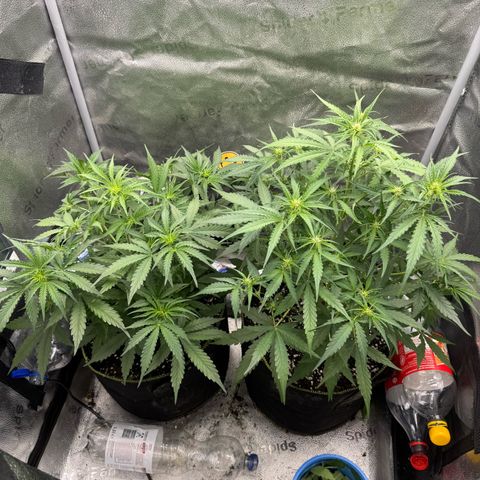 Epsilon f1 Boston growlog timeline photo