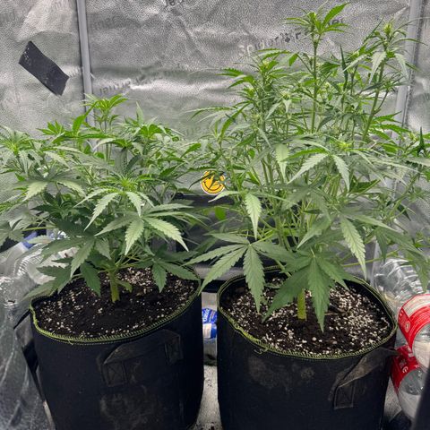 Epsilon f1 Boston growlog timeline photo