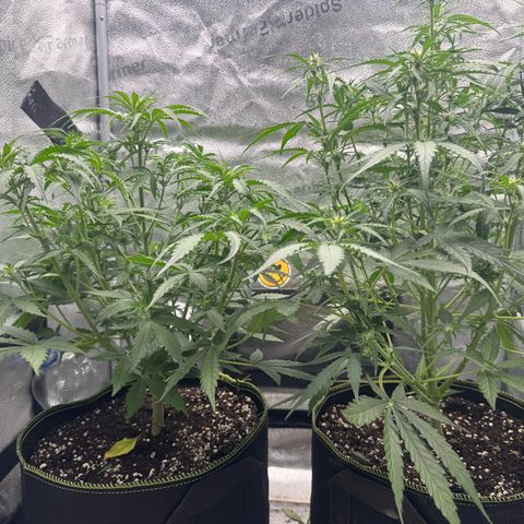 Epsilon f1 Boston growlog timeline photo