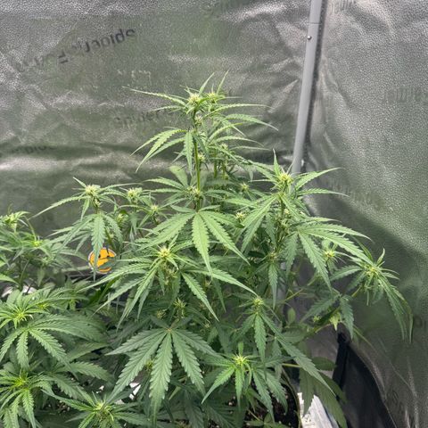 Epsilon f1 Boston growlog timeline photo
