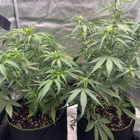 Epsilon f1 Boston growlog timeline photo