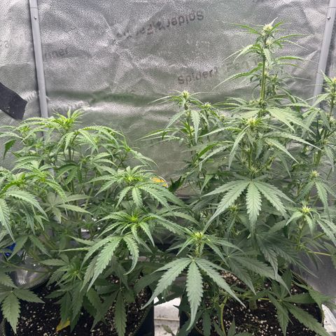 Epsilon f1 Boston growlog timeline photo