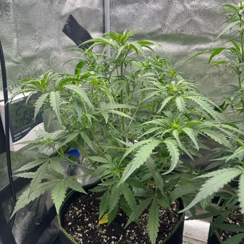 Epsilon f1 Boston growlog timeline photo