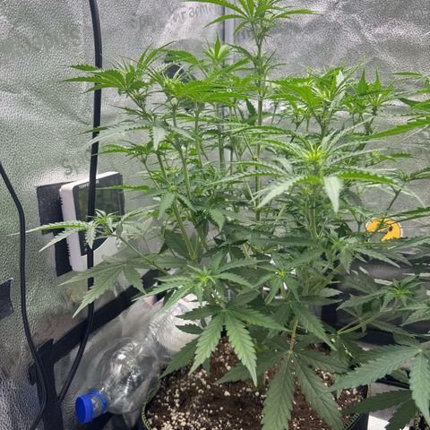 Epsilon f1 Boston growlog timeline photo