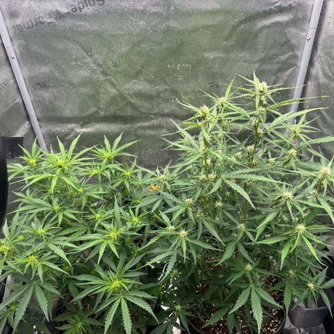 Epsilon f1 Boston growlog timeline photo