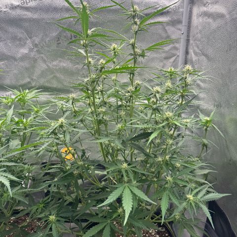 Epsilon f1 Boston growlog timeline photo