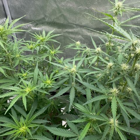 Epsilon f1 Boston growlog timeline photo