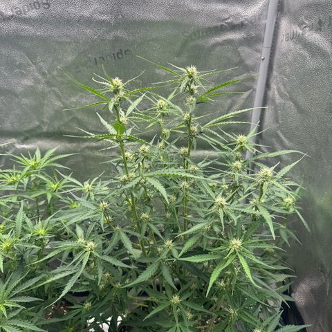 Epsilon f1 Boston growlog timeline photo