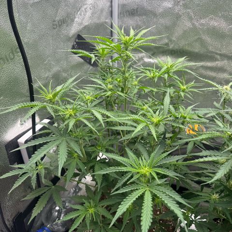 Epsilon f1 Boston growlog timeline photo