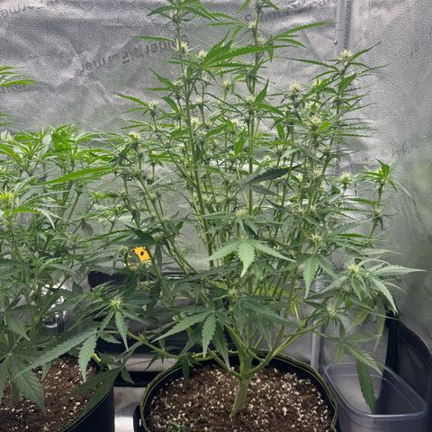 Epsilon f1 Boston growlog timeline photo