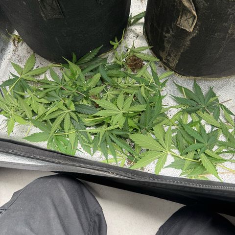 Epsilon f1 Boston growlog timeline photo