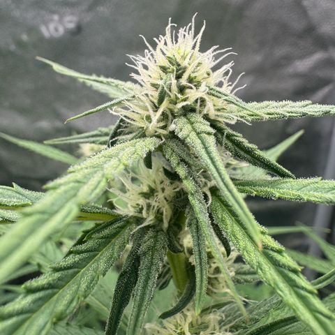 Epsilon f1 Boston growlog timeline photo