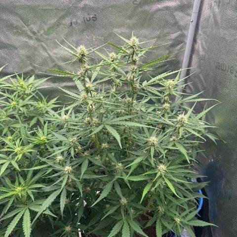 Epsilon f1 Boston growlog timeline photo