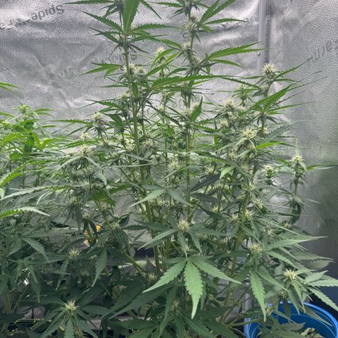 Epsilon f1 Boston growlog timeline photo