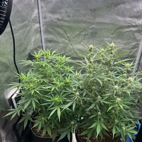 Epsilon f1 Boston growlog timeline photo