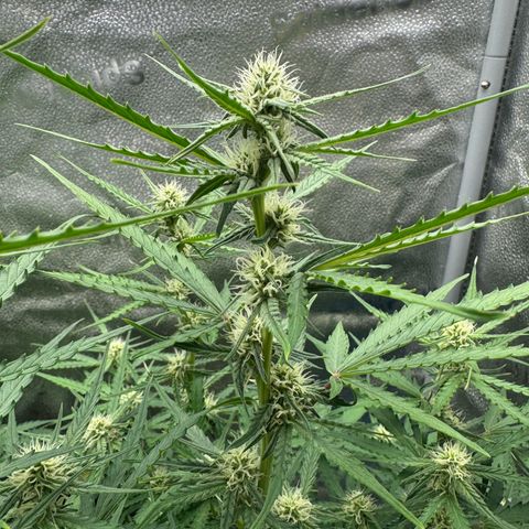 Epsilon f1 Boston growlog timeline photo