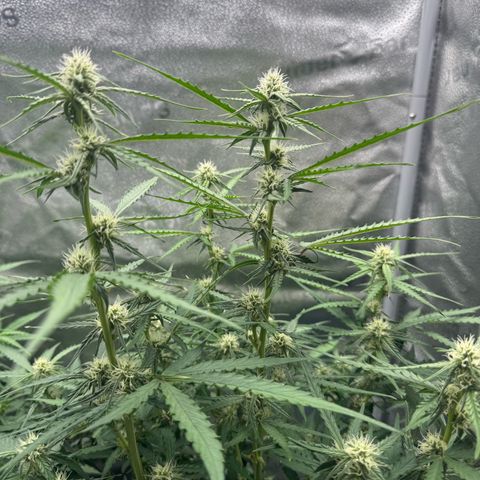 Epsilon f1 Boston growlog timeline photo