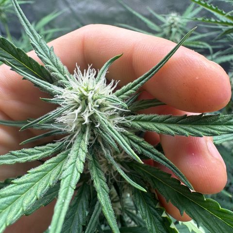 Epsilon f1 Boston growlog timeline photo