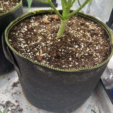 Epsilon f1 Boston growlog timeline photo