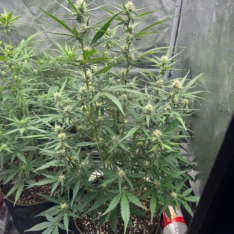 Epsilon f1 Boston growlog timeline photo