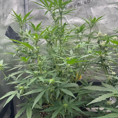 Epsilon f1 Boston growlog timeline photo