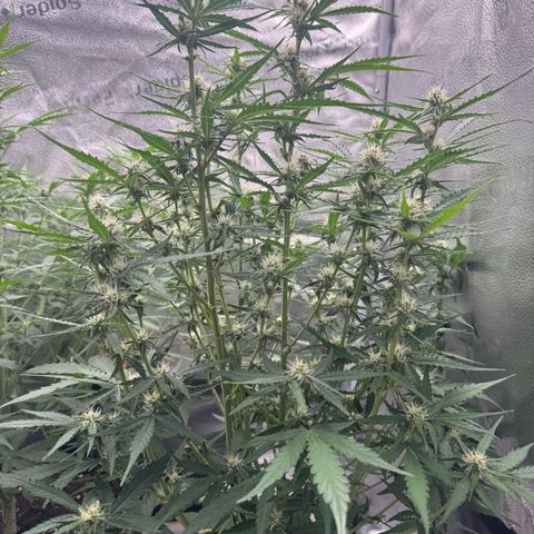 Epsilon f1 Boston growlog timeline photo
