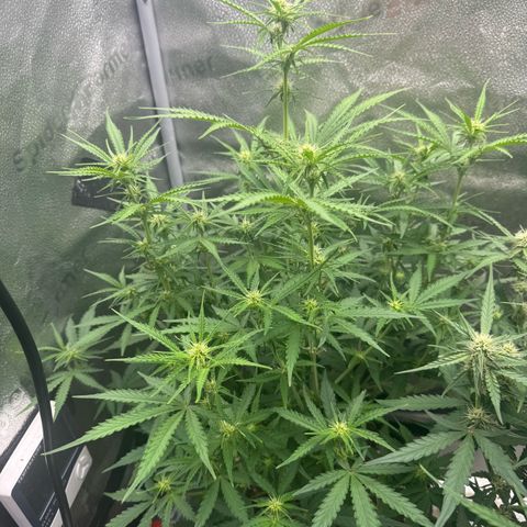 Epsilon f1 Boston growlog timeline photo
