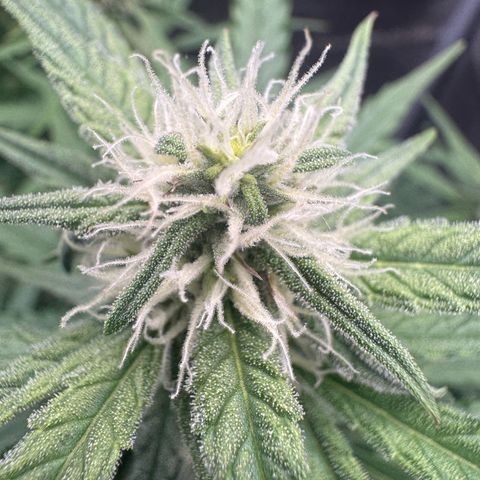 Epsilon f1 Boston growlog timeline photo