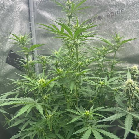 Epsilon f1 Boston growlog timeline photo