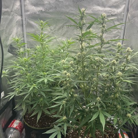 Epsilon f1 Boston growlog timeline photo